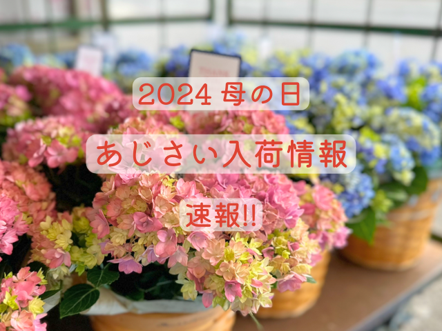 速報」2024母の日 あじさい入荷情報！ - フラワーショップみなと