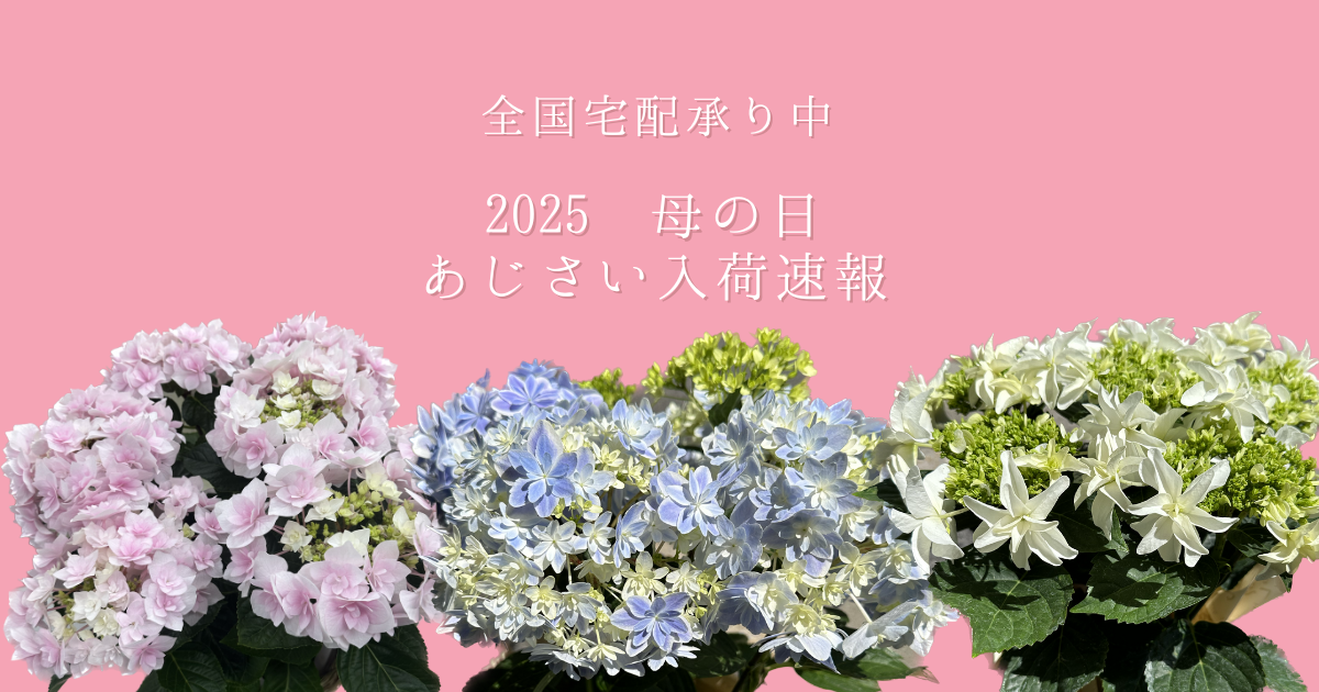 速報」2025年母の日 あじさい入荷情報！ - フラワーショップみなと